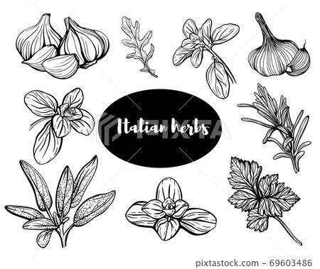 Italian herbs. Set of herbs. fragrant seasonings 69603486