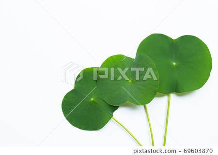 Lotus leaves on white background. Lotus leaves on white background. 69603870