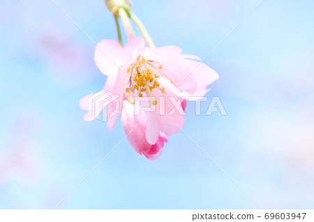 Yae Beni哭泣的櫻花在明亮的藍天背景下 69603947