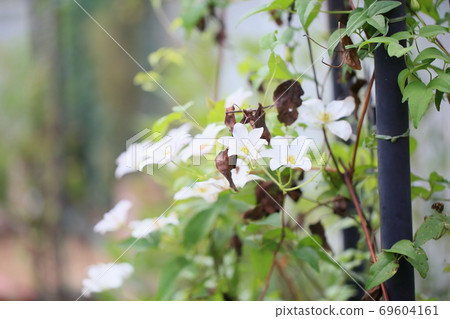Clematis flower 69604161