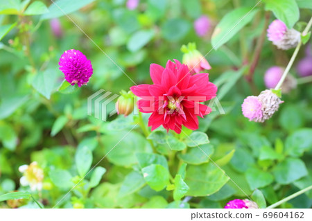 Dahlia flower Dahlia flower 69604162