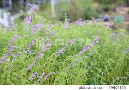 Salvia leucansa flowers Salvia leucansa flowers 69604163