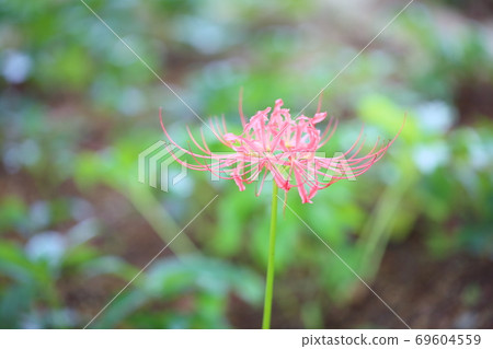 Higanbana初秋 69604559