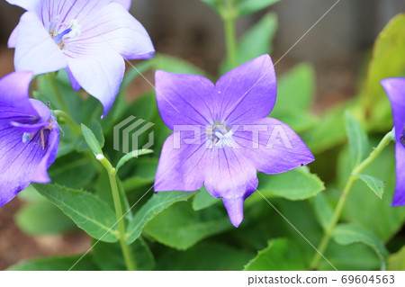 菊花的花朵 69604563