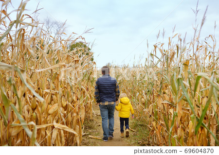 Family walking among the dried corn stalks in a corn maze. Little boy and his mother having fun Family walking among the dried corn stalks in a corn maze. Little boy and his mother having fun 69604870