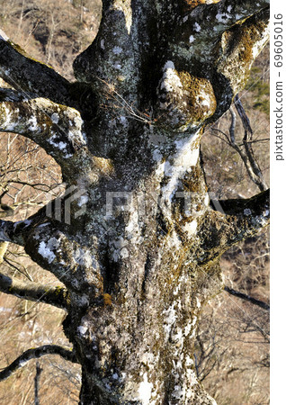 Tanzawa's Omote Ridge Winter grove beech 69605016