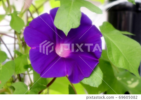 夏花 牽牛花 花園花壇 清晨藍天 照片素材 圖片 圖庫