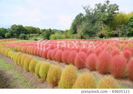 著色Kokia 69605121