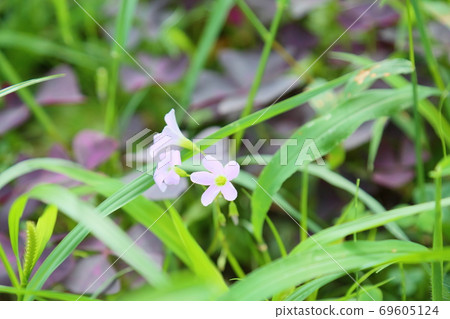 Oxalis flower Oxalis flower 69605124