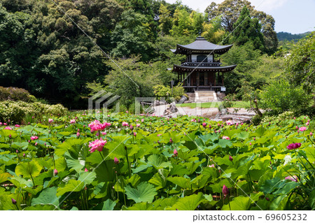 Hass flower of Kajuji Temple 69605232