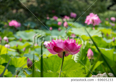 Hass flower of Kajuji Temple 69605233