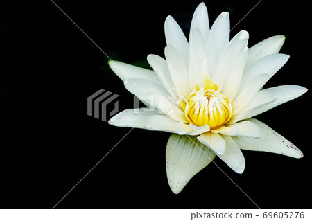 White lotus flower blossom isolated on dark back background. Closeup bloom waterlily on back color. White lotus flower blossom isolated on dark back background. Closeup bloom waterlily on back color. 69605276