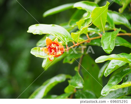 Pomegranate Flower Pomegranate Flower 69605291