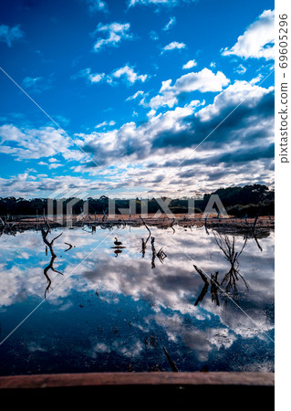Beautiful blue sky clouds and swan black bird reflections on the lake Beautiful blue sky clouds and swan black bird reflections on the lake 69605296