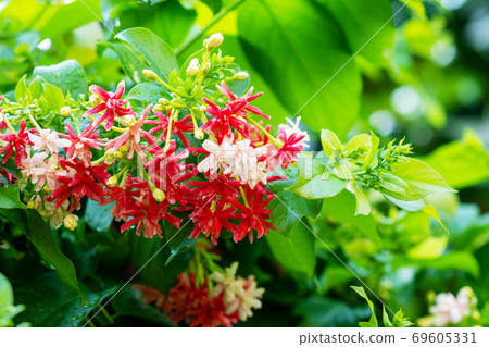 Combretum indicum flower on tree. 69605331