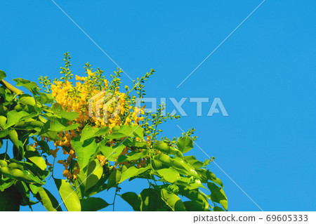 Pterocarpus macrocarpus yellow flower on nature sky background Pterocarpus macrocarpus yellow flower on nature sky background 69605333
