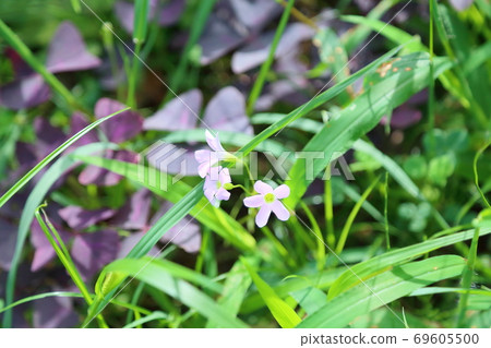 Oxalis flower 69605500