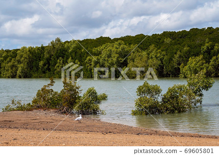Seagull On Mangrove Tree Bank 69605801