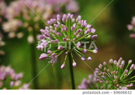 August Chofu 568 Allium, Alliaceae, Keio Floral Garden Angers 69606632