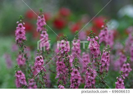 August Chofu 570 Angelonia,Gomanohagusa家族,慶應義Floral花卉園昂熱 August Chofu 570 Angelonia,Gomanohagusa家族,慶應義Floral花卉園昂熱 69606633