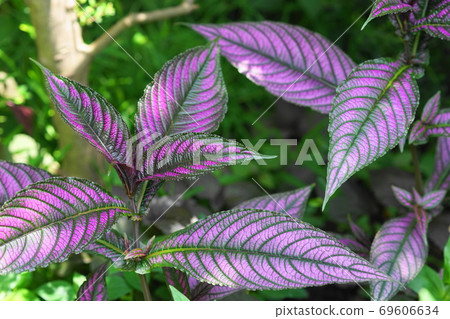 七月調布569烏蘇木崎，松村家庭，慶應義Floral花卉園 69606634