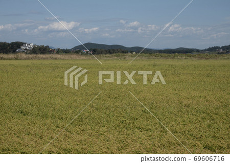 Autumn fields in Korea with ripening rice 69606716