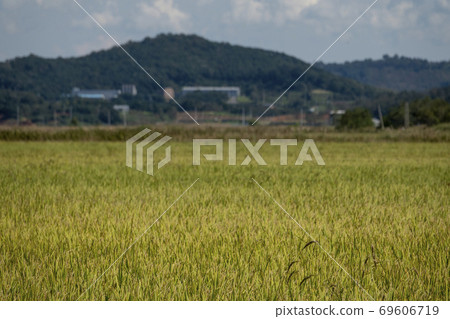 Autumn fields in Korea with ripening rice Autumn fields in Korea with ripening rice 69606719