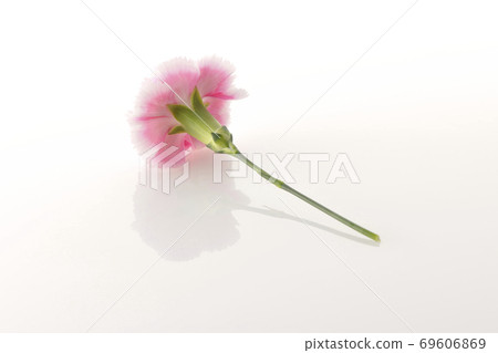Pink carnation taken simply on a white background 69606869