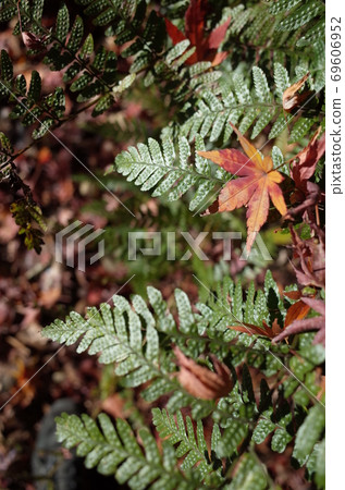 秋天的樹葉 秋天的樹葉 69606952