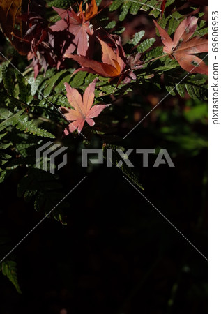 秋天的樹葉 秋天的樹葉 69606953