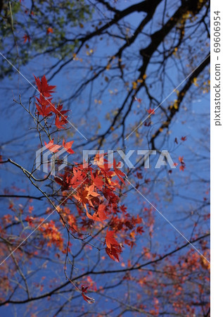 秋天的樹葉 秋天的樹葉 69606954