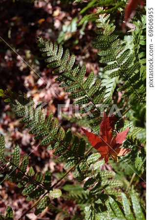 秋天的樹葉 69606955