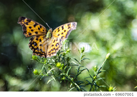 The butterfly is sitting on a flower and eating nectar. 69607001