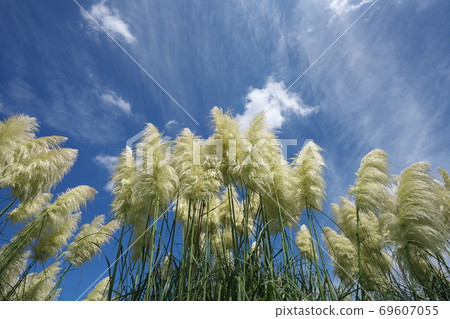 在秋天的微風中搖動耳朵的潘帕斯玻璃(也稱為白金吉) 在秋天的微風中搖動耳朵的潘帕斯玻璃(也稱為白金吉) 69607055