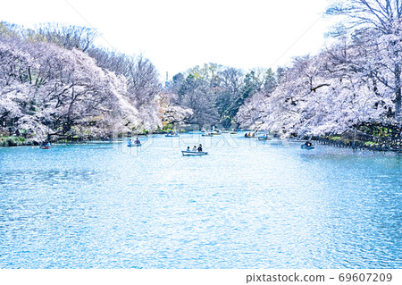 Cherry blossoms in full bloom and boat in the pond [colored pencils] 69607209
