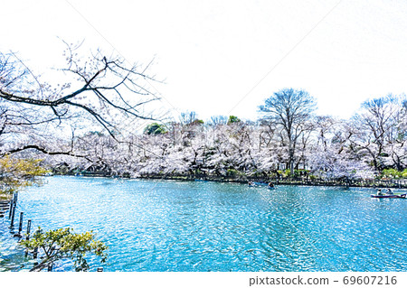 櫻花盛開，池塘里有船[彩色鉛筆] 69607216