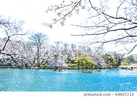 Cherry blossoms in full bloom and boat in the pond [colored pencils] 69607218