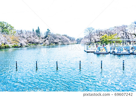 Cherry blossoms in full bloom and boat in the pond [colored pencils] 69607242