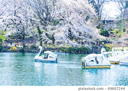 Cherry blossoms in full bloom and boat in the pond [colored pencils] 69607244