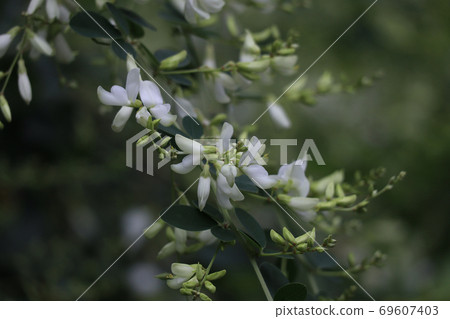 White flower bracts White flower bracts 69607403