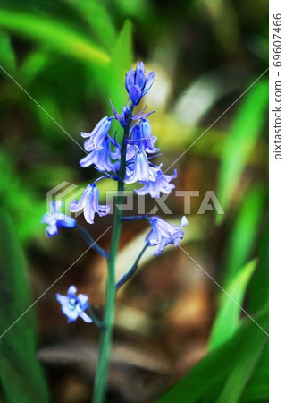 Schiller Hispanica flowers Schiller Hispanica flowers 69607466