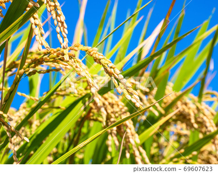 金黃的稻穀成熟了 金黃的稻穀成熟了 69607623