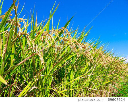 金黃的稻穀成熟了 金黃的稻穀成熟了 69607624