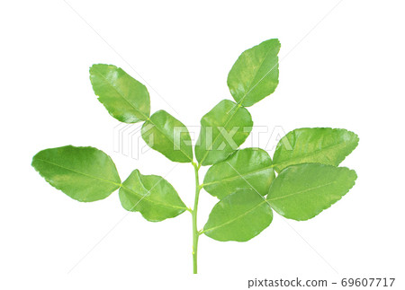 Kaffir lime leaves an isolated on white background Kaffir lime leaves an isolated on white background 69607717
