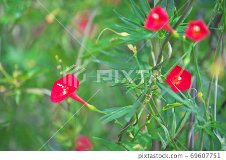 紅Hagoromorukosou花 紅Hagoromorukosou花 69607751
