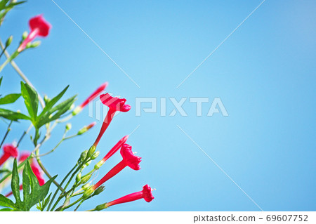Red cypress vine flower Red cypress vine flower 69607752