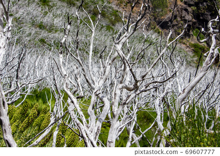 Madeira central mountains landscape ariero hiking burned forest Madeira central mountains landscape ariero hiking burned forest 69607777