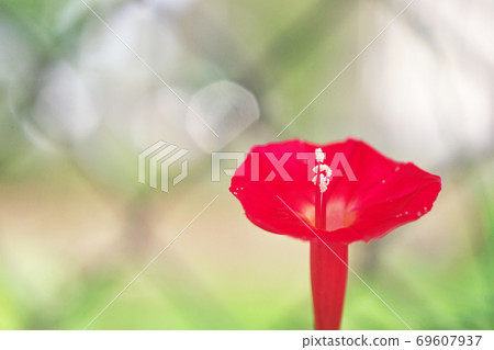 紅Hagoromorukosou花 69607937