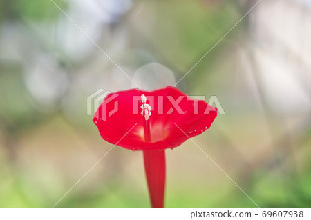 紅Hagoromorukosou花 69607938
