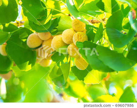 Ginkgo and Ginkgo leaves Ginkgo and Ginkgo leaves 69607986